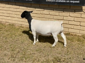 1x DORPER OOI/EWE LeRoy Phillips Dorpers TYPE 5