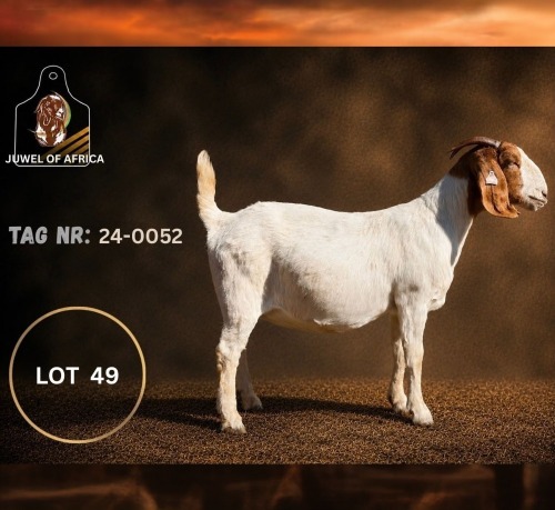 1 X BOER GOAT FLOCK ON TEAT PREGNANT DOE Juwel of Africa