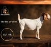 1 X BOER GOAT FLOCK ON TEAT PREGNANT DOE Juwel of Africa