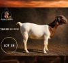 1 X BOER GOAT STUD PREGNANT DOE Juwel of Africa