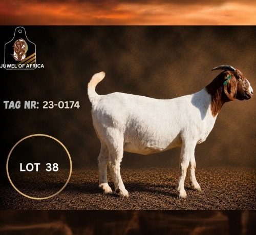 1 X BOER GOAT FLOCK PREGNANT DOE Juwel of Africa