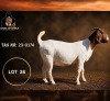 1 X BOER GOAT FLOCK PREGNANT DOE Juwel of Africa