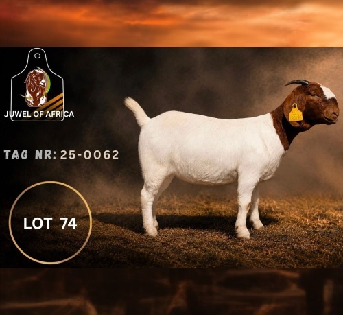 1 X BOER GOAT FLOCK DOE Juwel of Africa