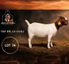1 X BOER GOAT FLOCK DOE Juwel of Africa