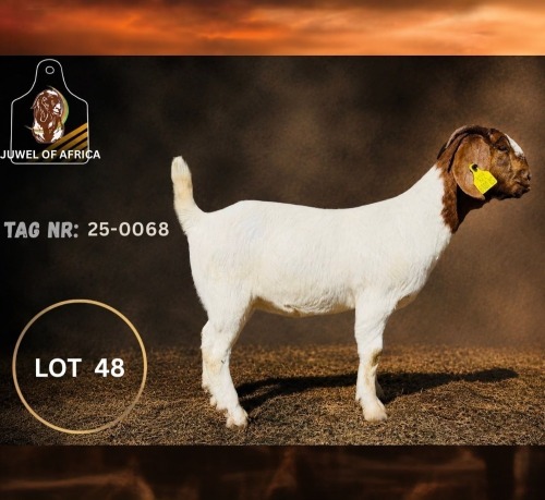 1 X BOER GOAT STUD DOE Juwel of Africa