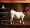 1 X BOER GOAT FLOCK PREGNANT DOE Juwel of Africa