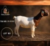 1 X BOER GOAT STUD PREGNANT DOE Juwel of Africa