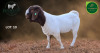 1 X BOER GOAT FLOCK BUCK Aegagrus Boerbok stoet - 2
