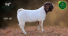 1 X BOER GOAT FLOCK BUCK Aegagrus Boerbok stoet - 3