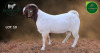 1 X BOER GOAT FLOCK BUCK Aegagrus Boerbok stoet - 4