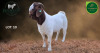 1 X BOER GOAT FLOCK BUCK Aegagrus Boerbok stoet - 5