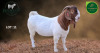 1 X BOER GOAT FLOCK ON TEAT BUCK Aegagrus Boerbok stoet - 2