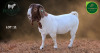 1 X BOER GOAT FLOCK ON TEAT BUCK Aegagrus Boerbok stoet - 3