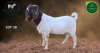 1 X BOER GOAT STUD BUCK Aegagrus Boerbok stoet - 2