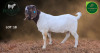 1 X BOER GOAT STUD BUCK Aegagrus Boerbok stoet - 3