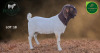 1 X BOER GOAT STUD BUCK Aegagrus Boerbok stoet - 4
