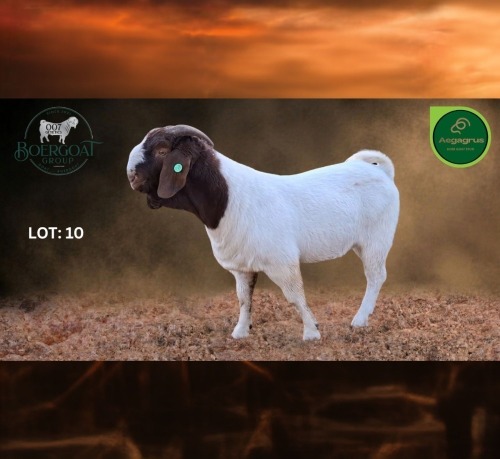 1 X BOER GOAT FLOCK BUCK Aegagrus Boerbok stoet