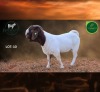 1 X BOER GOAT FLOCK BUCK Aegagrus Boerbok stoet