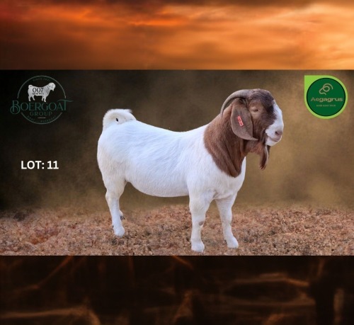 1 X BOER GOAT FLOCK ON TEAT BUCK Aegagrus Boerbok stoet