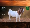 1 X BOER GOAT FLOCK ON TEAT BUCK Aegagrus Boerbok stoet