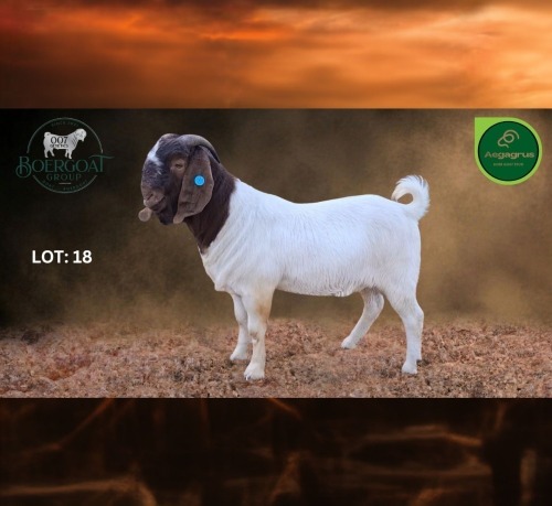 1 X BOER GOAT STUD BUCK Aegagrus Boerbok stoet