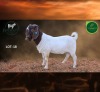 1 X BOER GOAT STUD BUCK Aegagrus Boerbok stoet