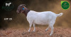 1 X BOER GOAT STUD PREGNANT DOE Aegagrus Boerbok stoet - 2