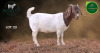 1 X BOER GOAT STUD PREGNANT DOE Aegagrus Boerbok stoet - 3