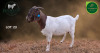 1 X BOER GOAT STUD PREGNANT DOE Aegagrus Boerbok stoet - 4