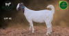 1 X BOER GOAT STUD DOE Aegagrus Boerbok stoet - 2