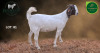 1 X BOER GOAT STUD DOE Aegagrus Boerbok stoet - 3