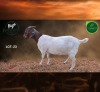 1 X BOER GOAT STUD PREGNANT DOE Aegagrus Boerbok stoet