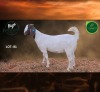 1 X BOER GOAT STUD DOE Aegagrus Boerbok stoet