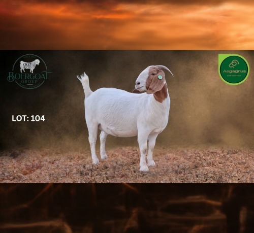 1 X BOER GOAT FLOCK PREGNANT DOE Aegagrus Boerbok stoet