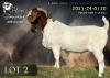 1 X BOER GOAT BUCK Alvin Steenkamp Boer Goat Stud - 2