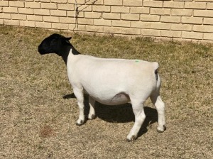 1x DORPER OOI/EWE LeRoy Phillips Dorpers TYPE 5