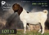 1 X BOER GOAT BUCK Alvin Steenkamp Boer Goat Stud - 2