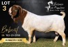 1 X BOER GOAT BUCK Salmon van Huyssteen Boer Goat Stud - 2