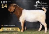 1 X BOER GOAT BUCK Salmon van Huyssteen Boer Goat Stud - 2