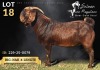 1 X KALAHARI RED BUCK Salmon van Huyssteen Boer Goat Stud - 2
