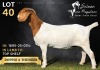 1 X BOER GOAT DOE Salmon van Huyssteen Boer Goat Stud - 2
