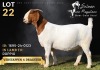 1 X BOER GOAT DOE Salmon van Huyssteen Boer Goat Stud - 2