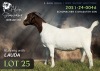 1 X BOER GOAT DOE Alvin Steenkamp Boer Goat Stud - 2