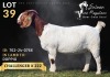 1 X BOER GOAT DOE Salmon van Huyssteen Boer Goat Stud - 2