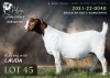 1 X BOER GOAT DOE Alvin Steenkamp Boer Goat Stud - 2