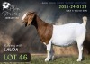 1 X BOER GOAT DOE Alvin Steenkamp Boer Goat Stud - 2