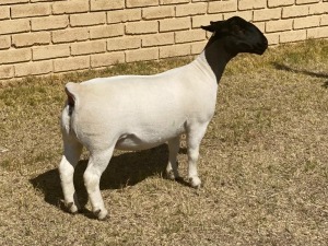 1x DORPER OOI/EWE LeRoy Phillips Dorpers TYPE 5