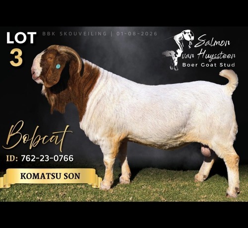 1 X BOER GOAT BUCK Salmon van Huyssteen Boer Goat Stud