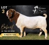 1 X BOER GOAT BUCK Salmon van Huyssteen Boer Goat Stud