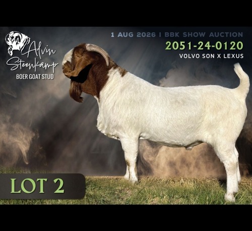 1 X BOER GOAT BUCK Alvin Steenkamp Boer Goat Stud